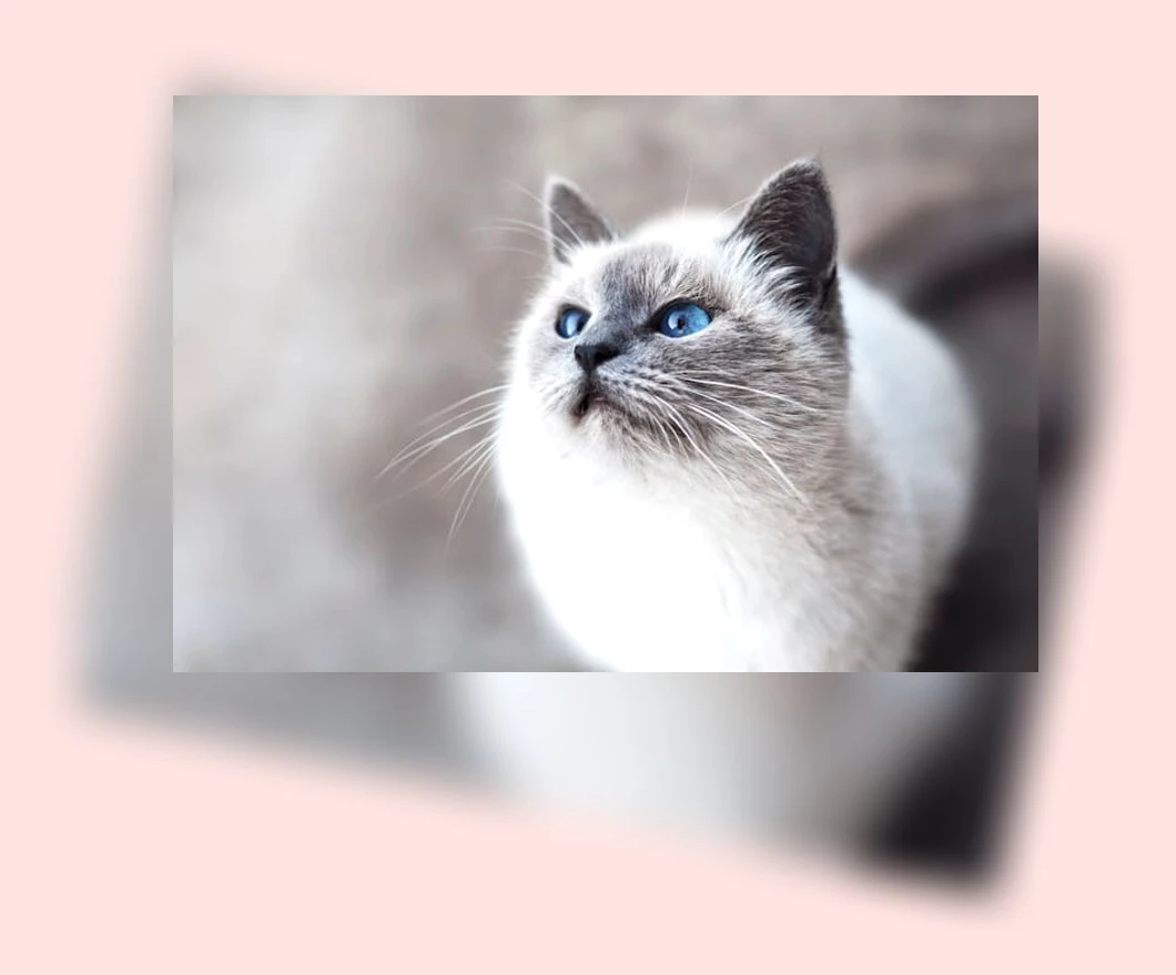 고양이 치아 관리_2_subsection