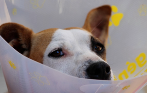 강아지 중성화수술