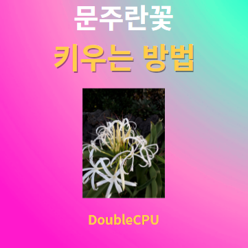 문주란꽃 키우기 물주기