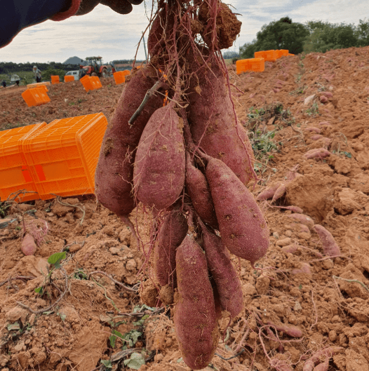 고구마 수확