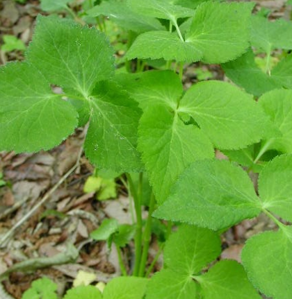 참나물 효능과 부작용 칼로리