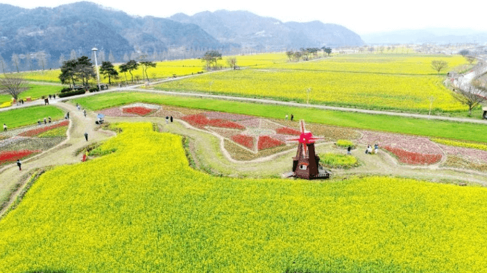창녕 낙동강 유채축제 2025, 봄꽃 속에 빠지다!!! 축제기간변경안내!!!