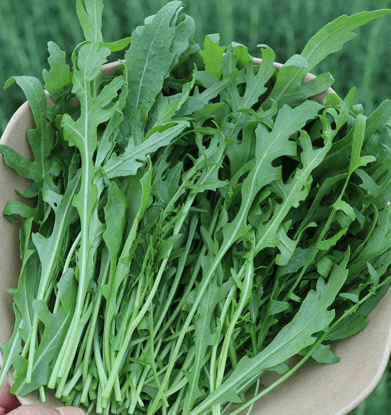 몸속-염증에-좋은-음식