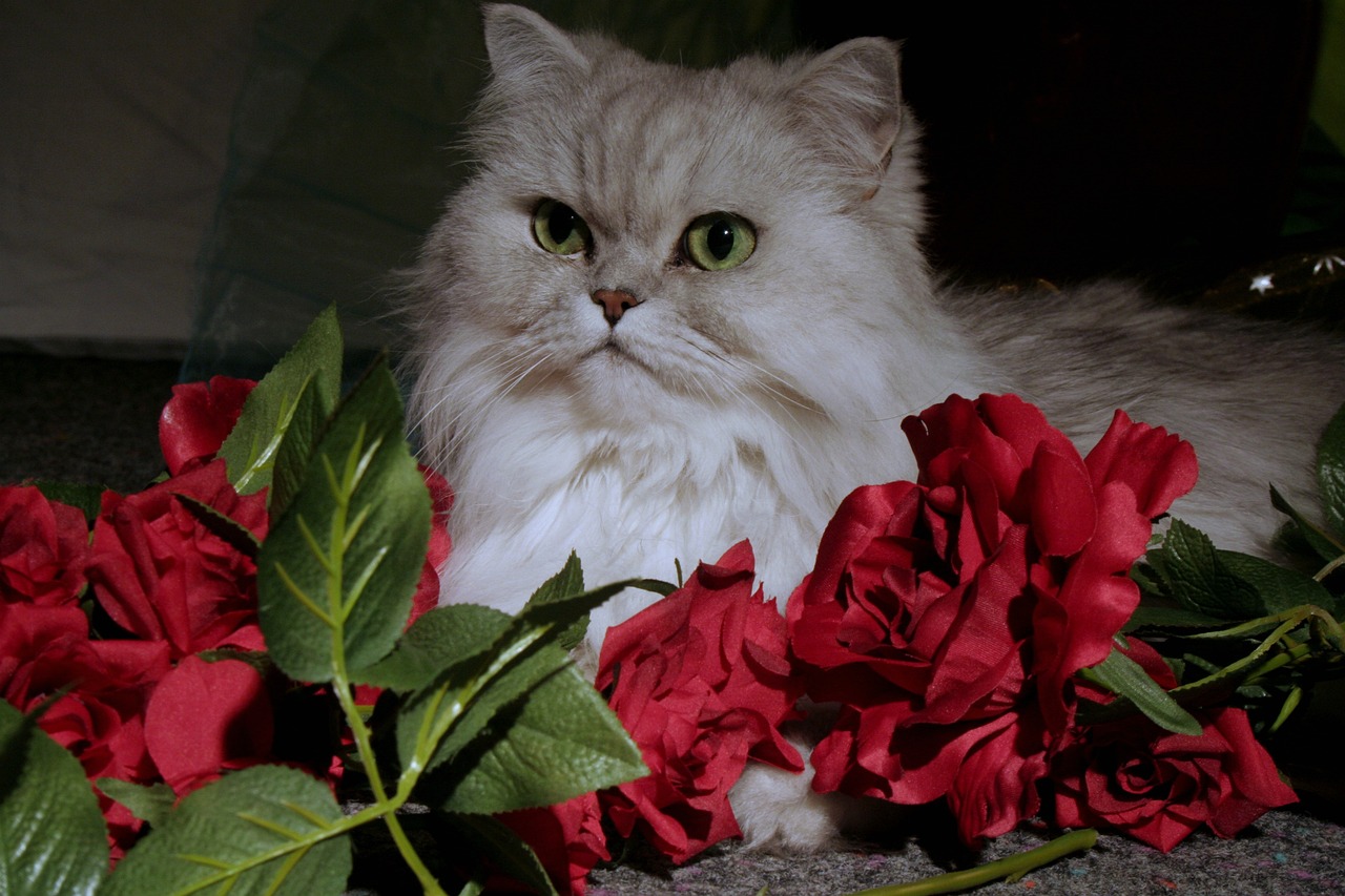 페르시안(Persian)
