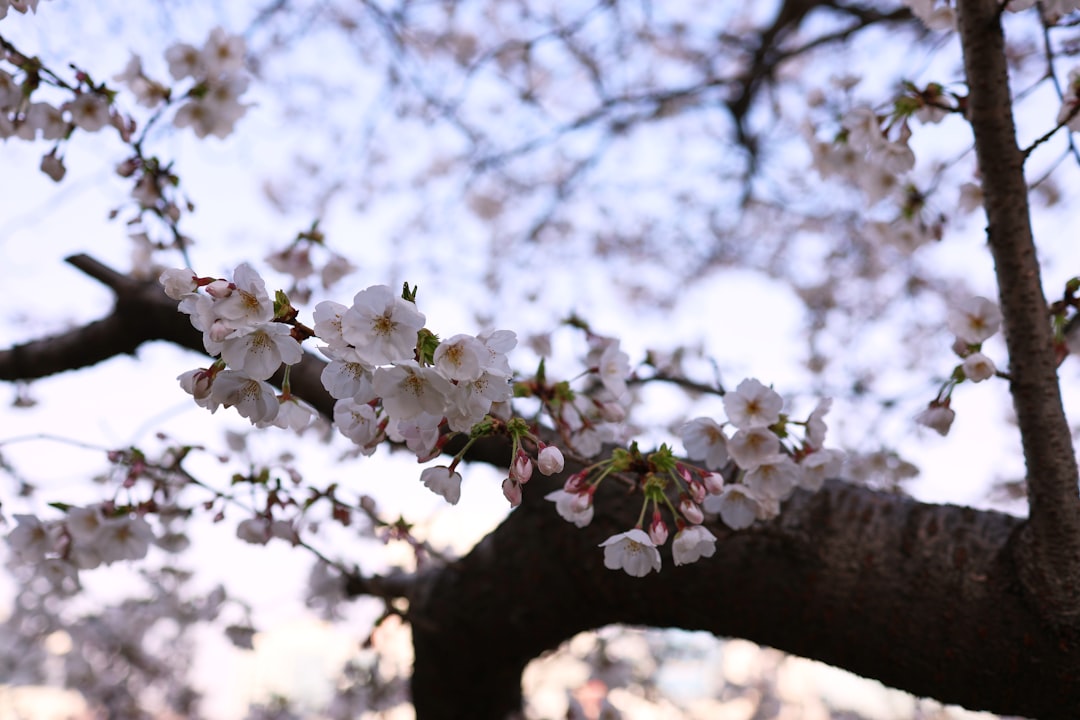 Cherry blossom.