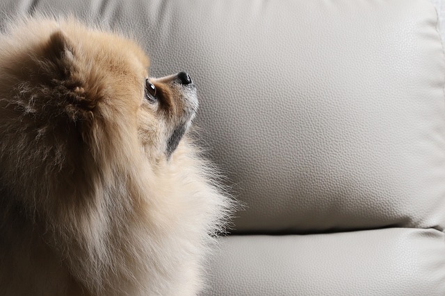 포메라니안 기관지 협착증 예방법