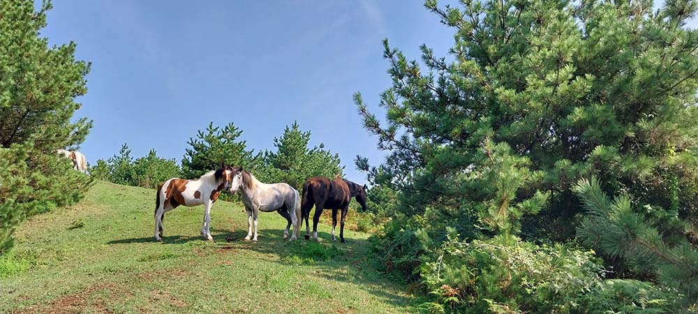 거린오름+곶자왈말보호구조센터