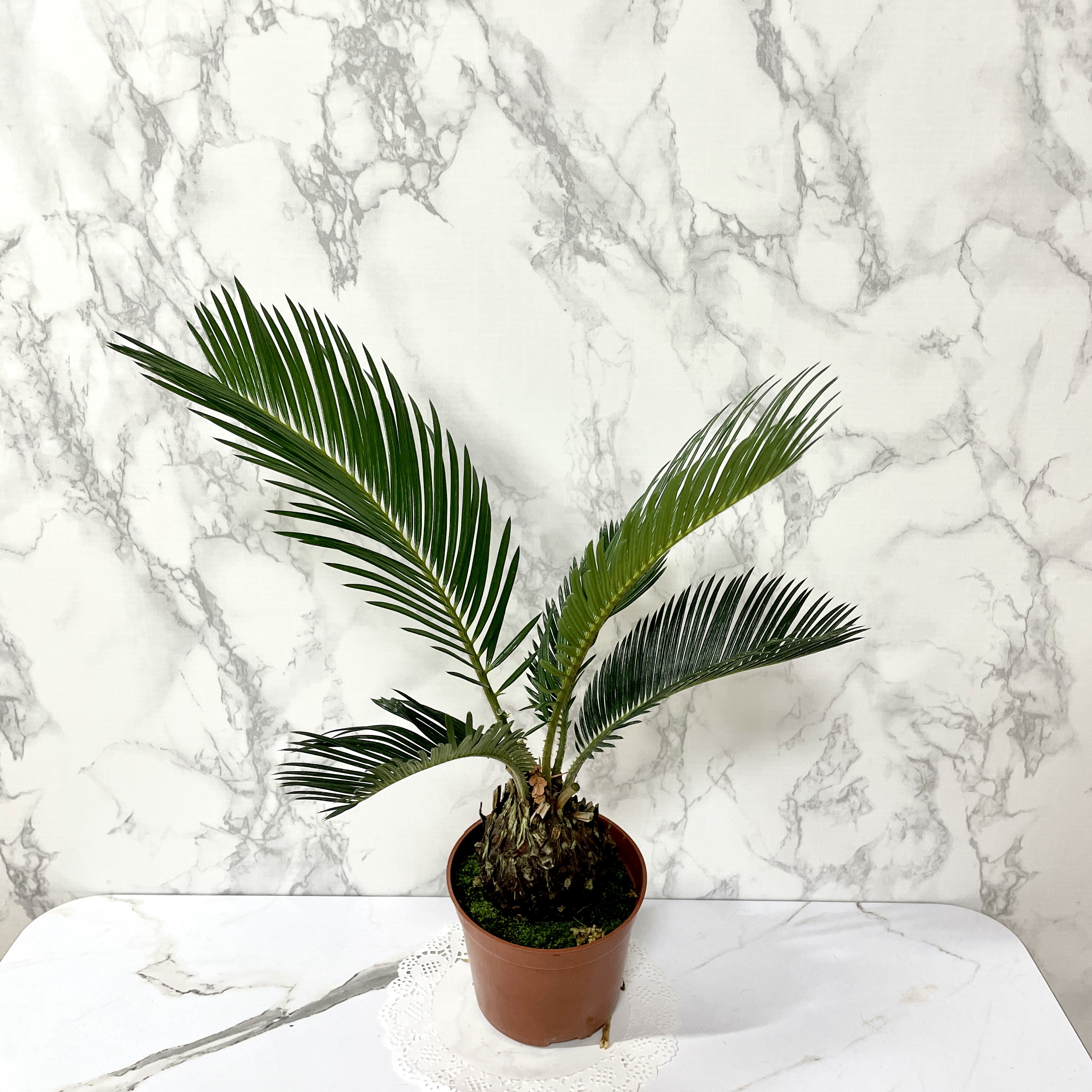 소철 키우는 법