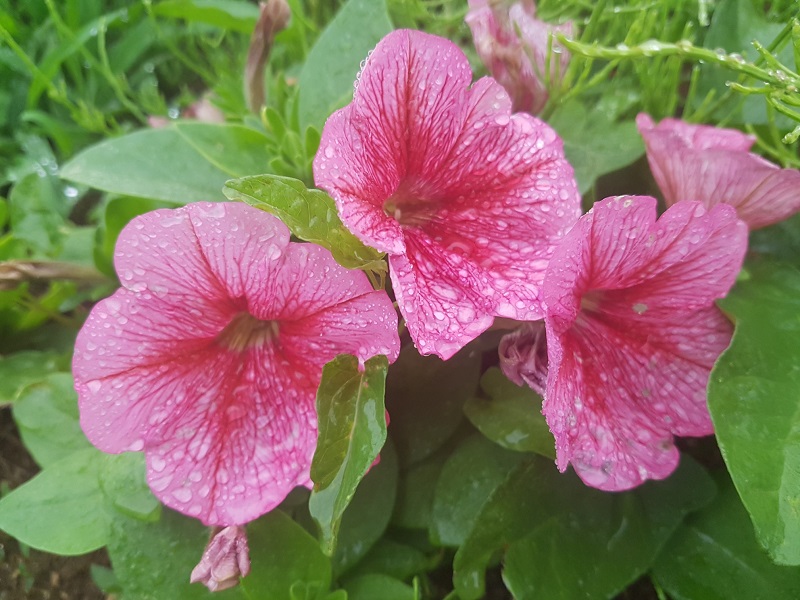 하루 만보 걷기