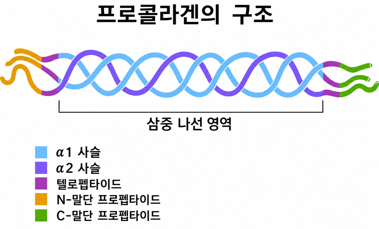 세 가닥의 단백질 사슬(글리신, 프롤린, 하이드록시프롤린)이 정밀하게 꼬여 탄력을 유지하는 콜라겐의 삼중나선 구조