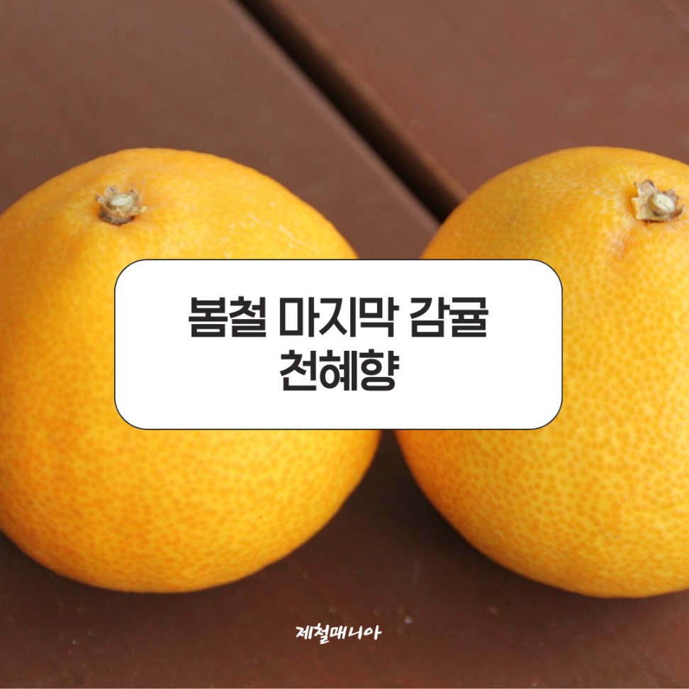 천혜향