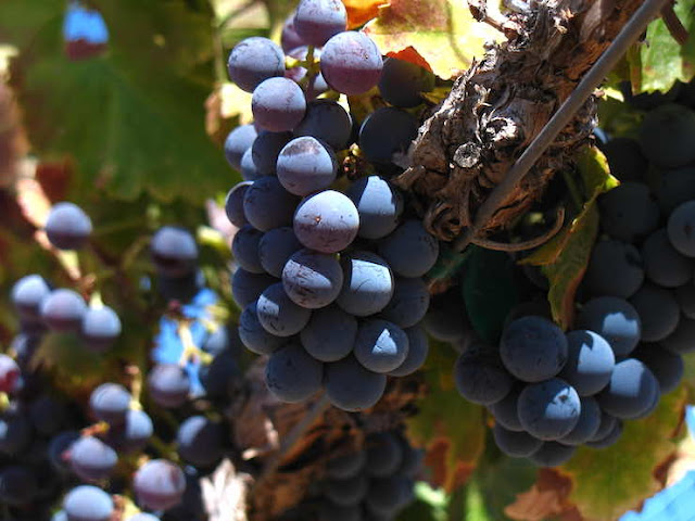 그르나슈 포도의 근접 촬영 사진