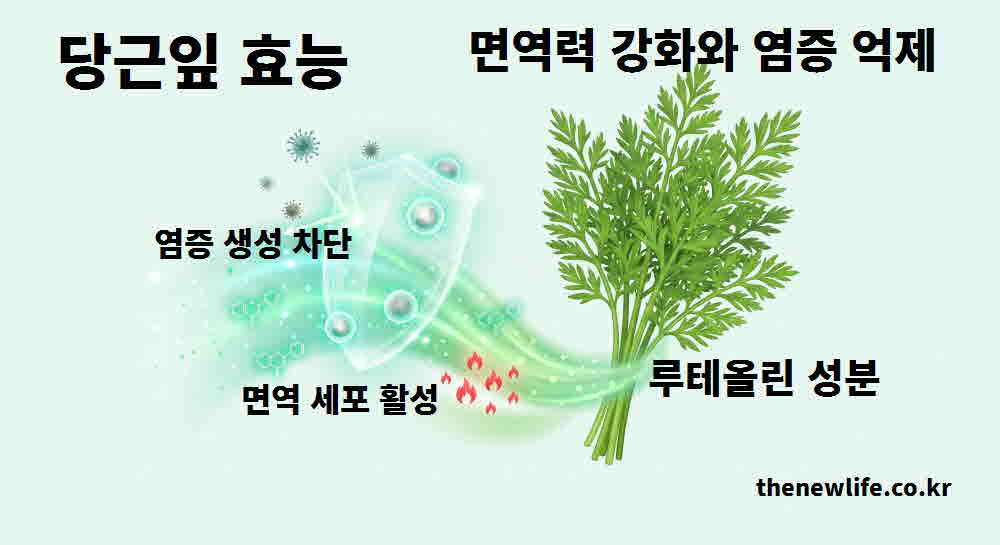 당근잎 효능 면역력 강화 염증 억제