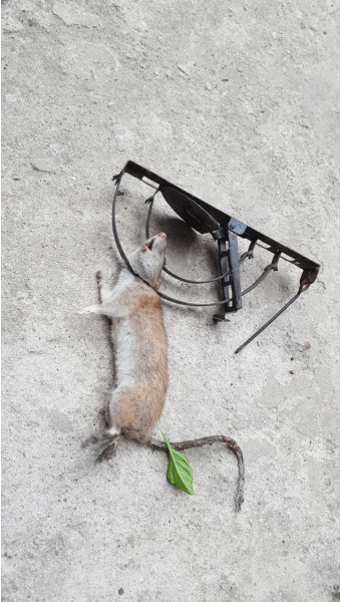 엤날-쥐덫에-목이-눌려-잡힌-갈색-쥐