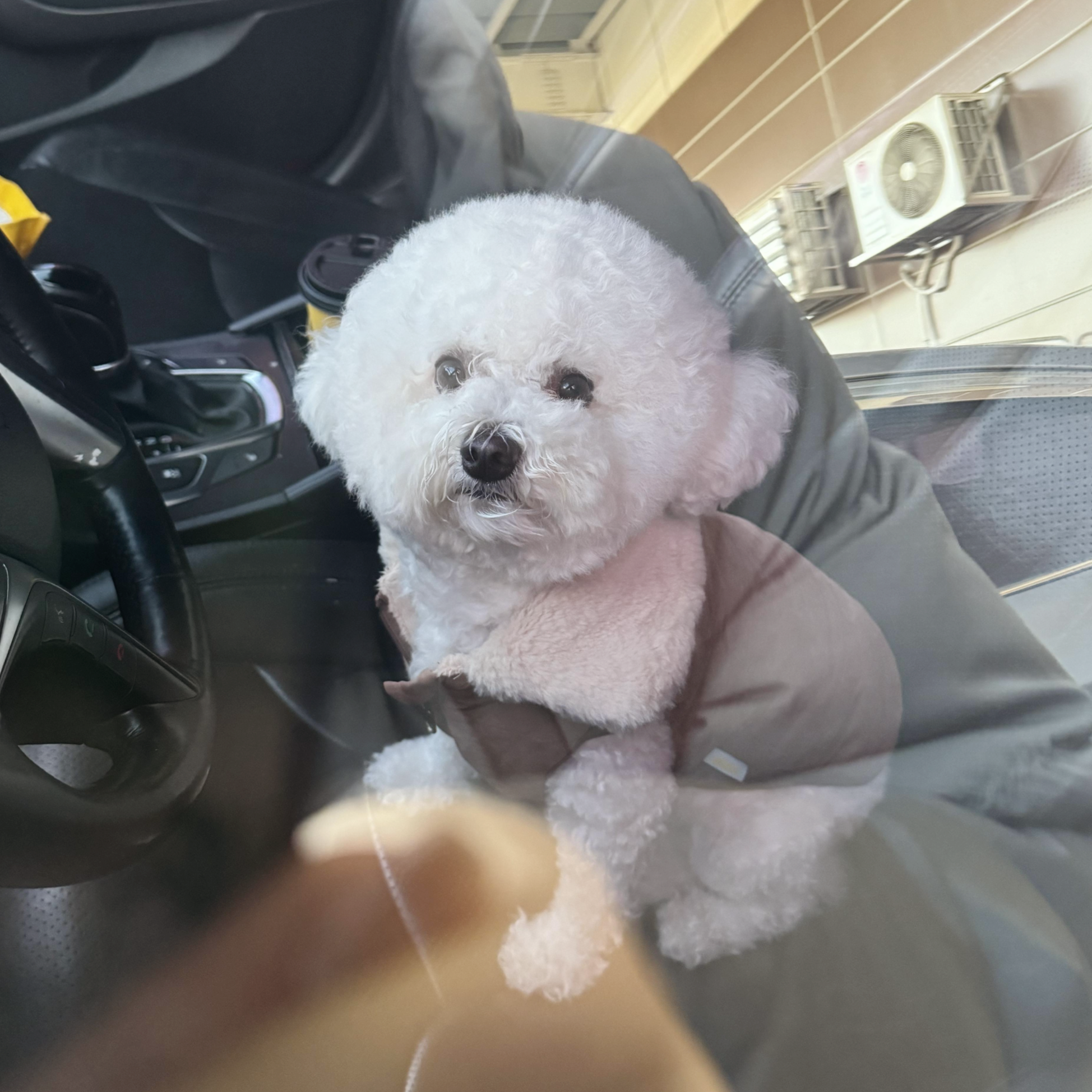 차 안 비숑프리제 강아지