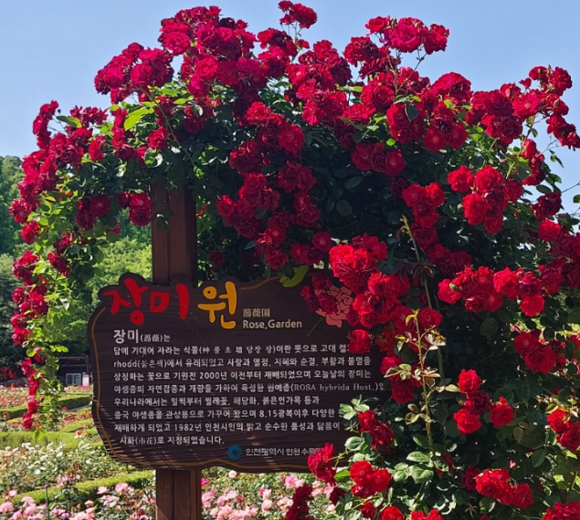 인천대공원 장미원