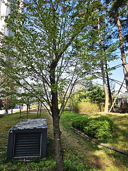 대전 한밭수목원 후기｜무료인데 이 정도라고? 도심 속 힐링 산책 명소