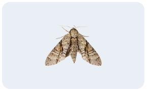 여름철 해충 발생 원인 및 박멸 방법