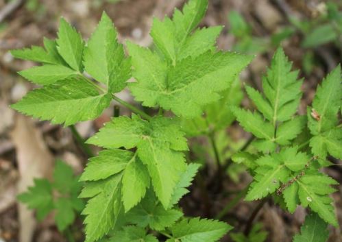 공진단-효능-당귀