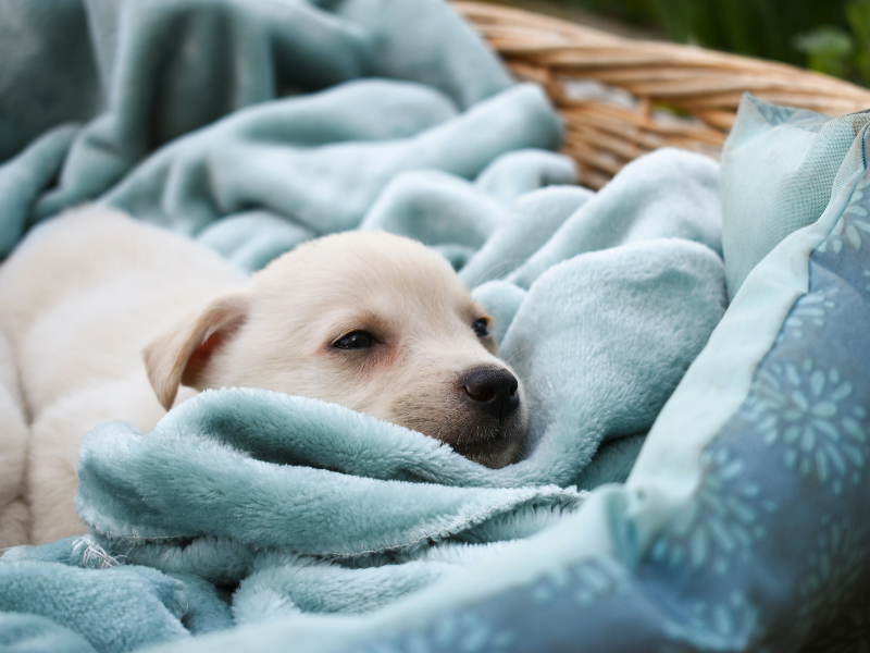 졸려보이는 강아지