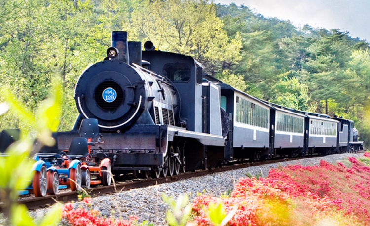 곡성 세계장미축제