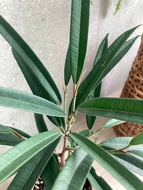 알리고무나무_물주기_키우기