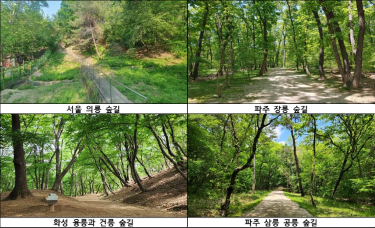 2025 조선왕릉 숲길 8선 개방 총정리!