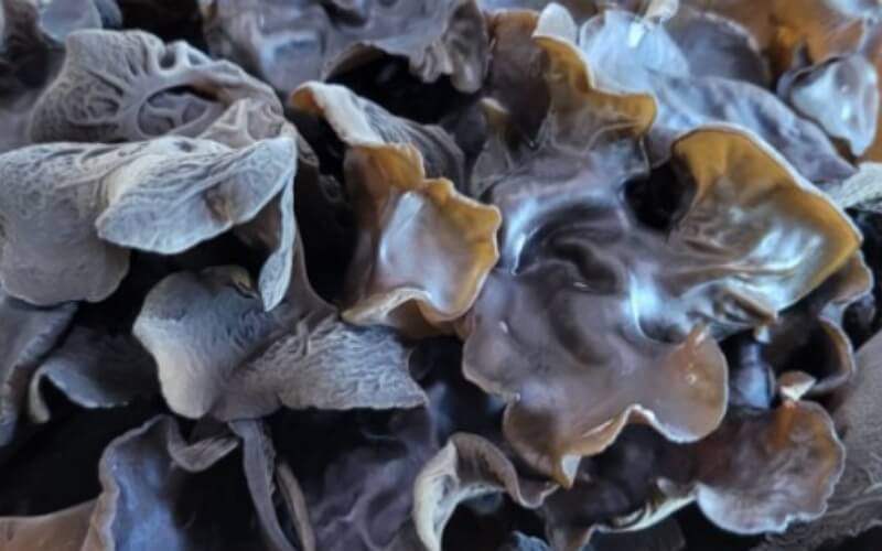 품질좋은-생-목이버섯-사진