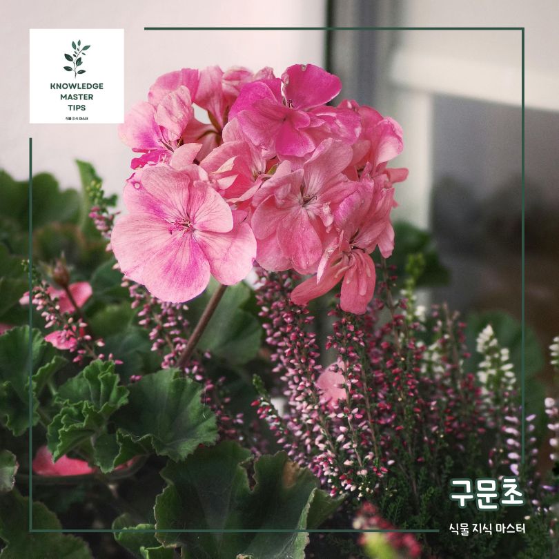 천연 모기기피제 - 구문초