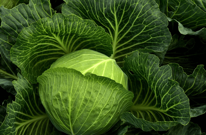 역류성식도염에 좋은 음식