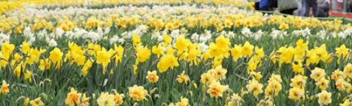 서산 유기방가옥 2025 수선화 축제2