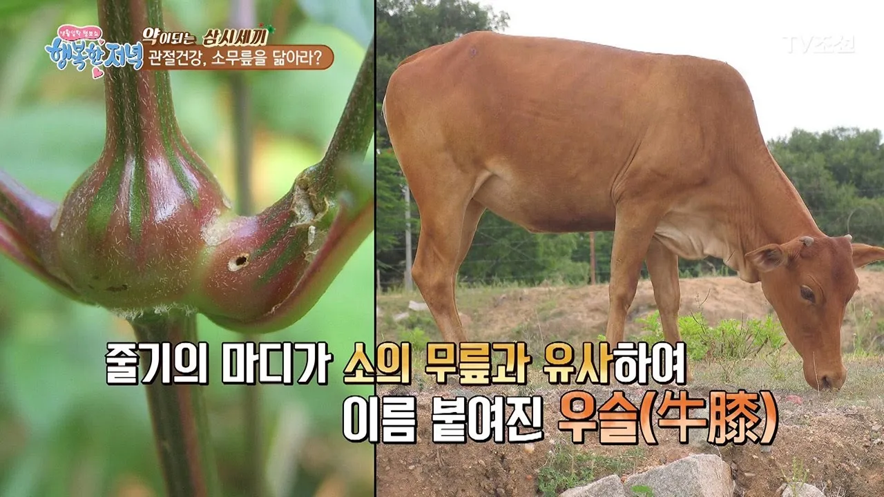 우슬뿌리 효능 부작용 먹는법 건강 활용 팁_9