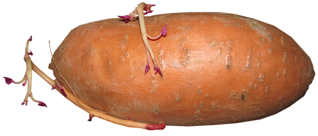 고구마 심는 시기 알아보기 37