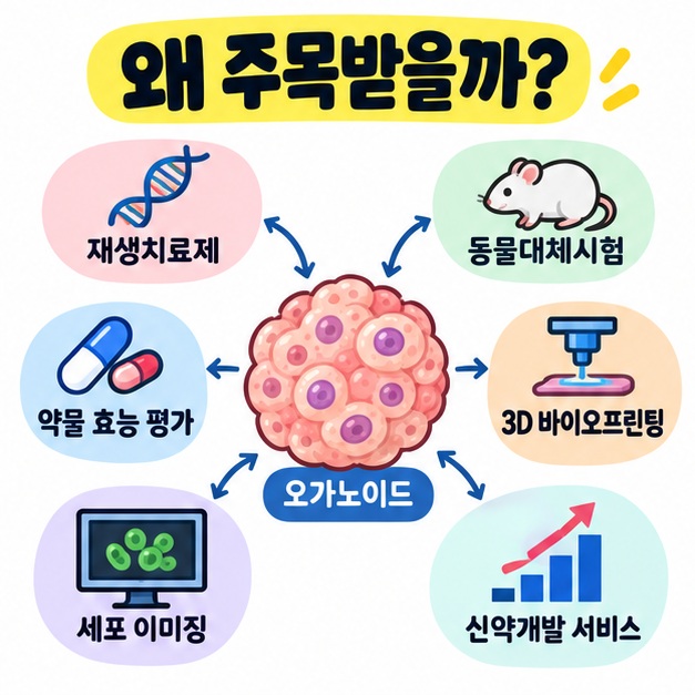 오가노이드 산업이 재생치료제, 약물평가, 3D 바이오프린팅, 세포 분석장비, 신약 스크리닝 서비스로 확장되는 구조를 정리한 카드