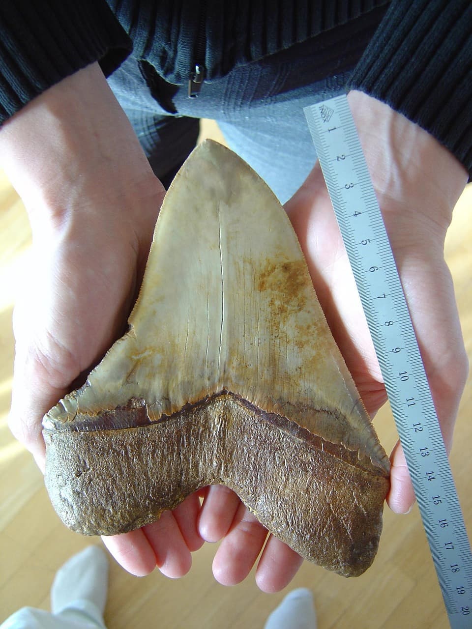 화석화된 메갈로돈 이빨 7~18cm