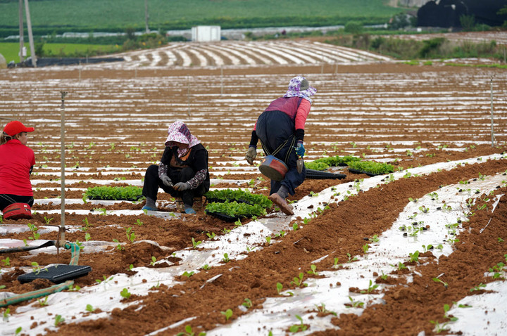해남배추와 절임배추의 매력