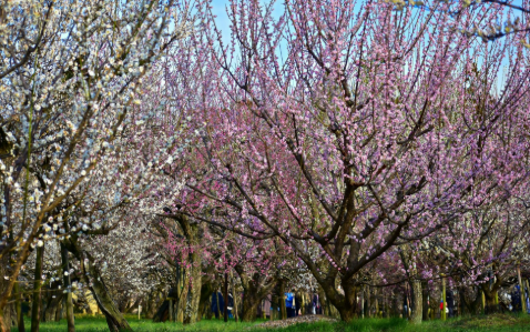 일본 매화 축제