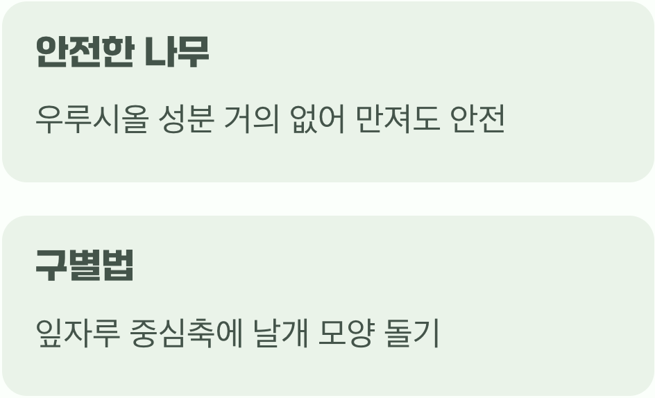 옻나무와의 오해, 그리고 진실