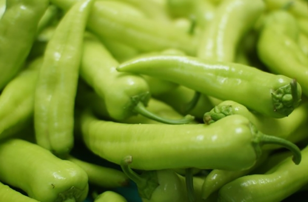 6시내고향 나온 모악산 당조고추, 왜 인기일까?