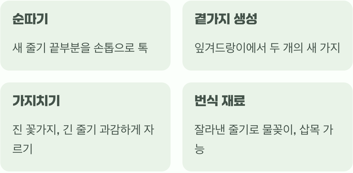 4. 풍성한 꽃을 위한 마법 (가지치기와 순따기)