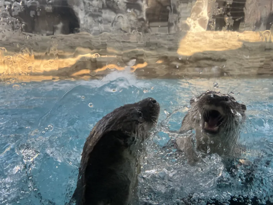 어린이대공원 수달
