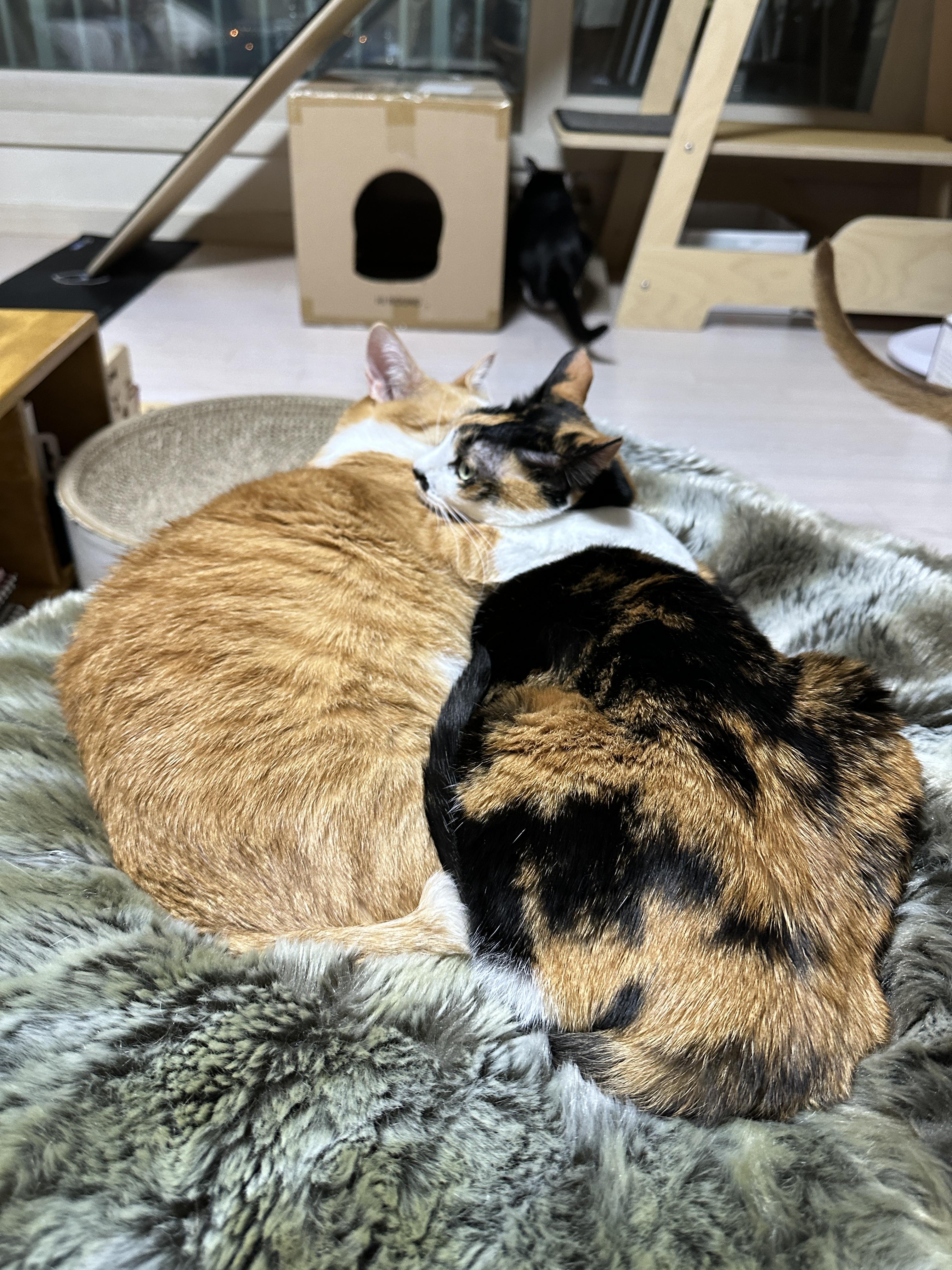 다다를_안고_있는_호야