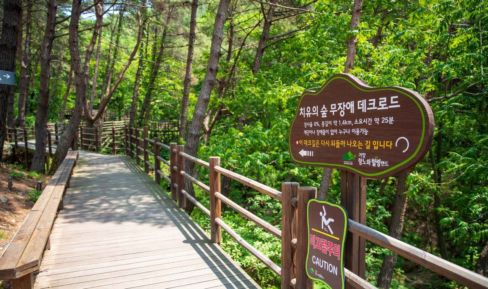 항노화힐링랜드 치유의숲