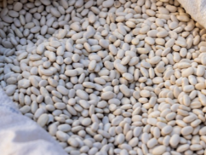 식물성 단백질 음식