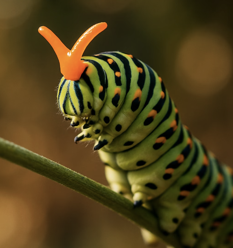 편식쟁이의 어린 시절