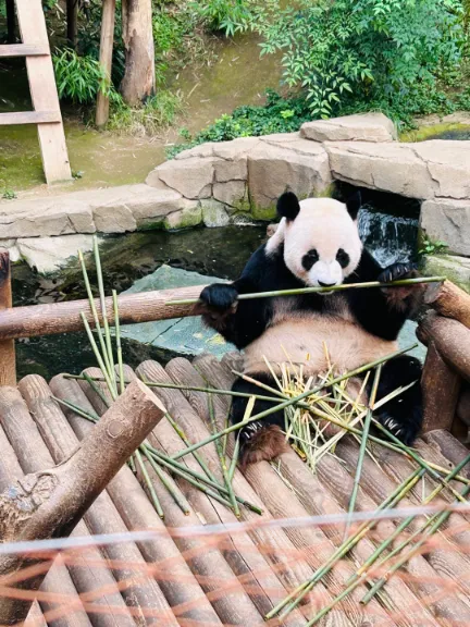 에버랜드 푸바오 예약 시간 관람 꿀팁