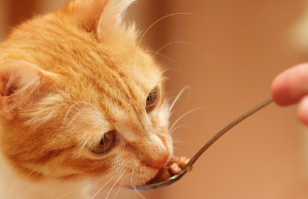 숟가락으로 음식을 먹는 고양이 사진.