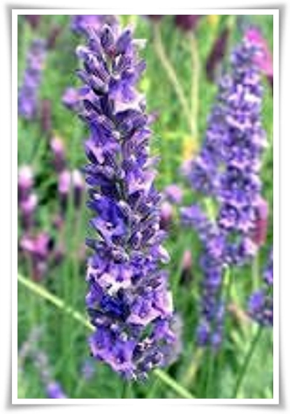 "라벤더" 향긋한 보랏빛 유혹, 자연이 선물하는 힐링과 영감의 향기!