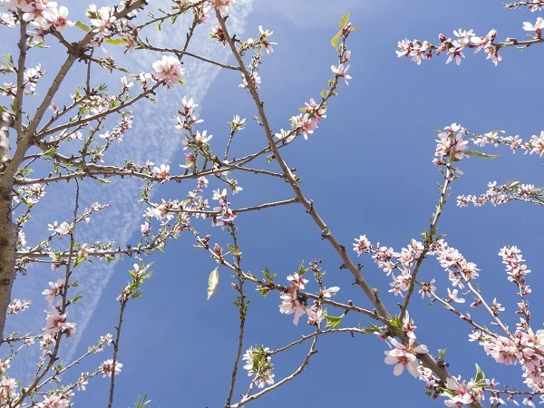 귀신 쫓는 복숭아