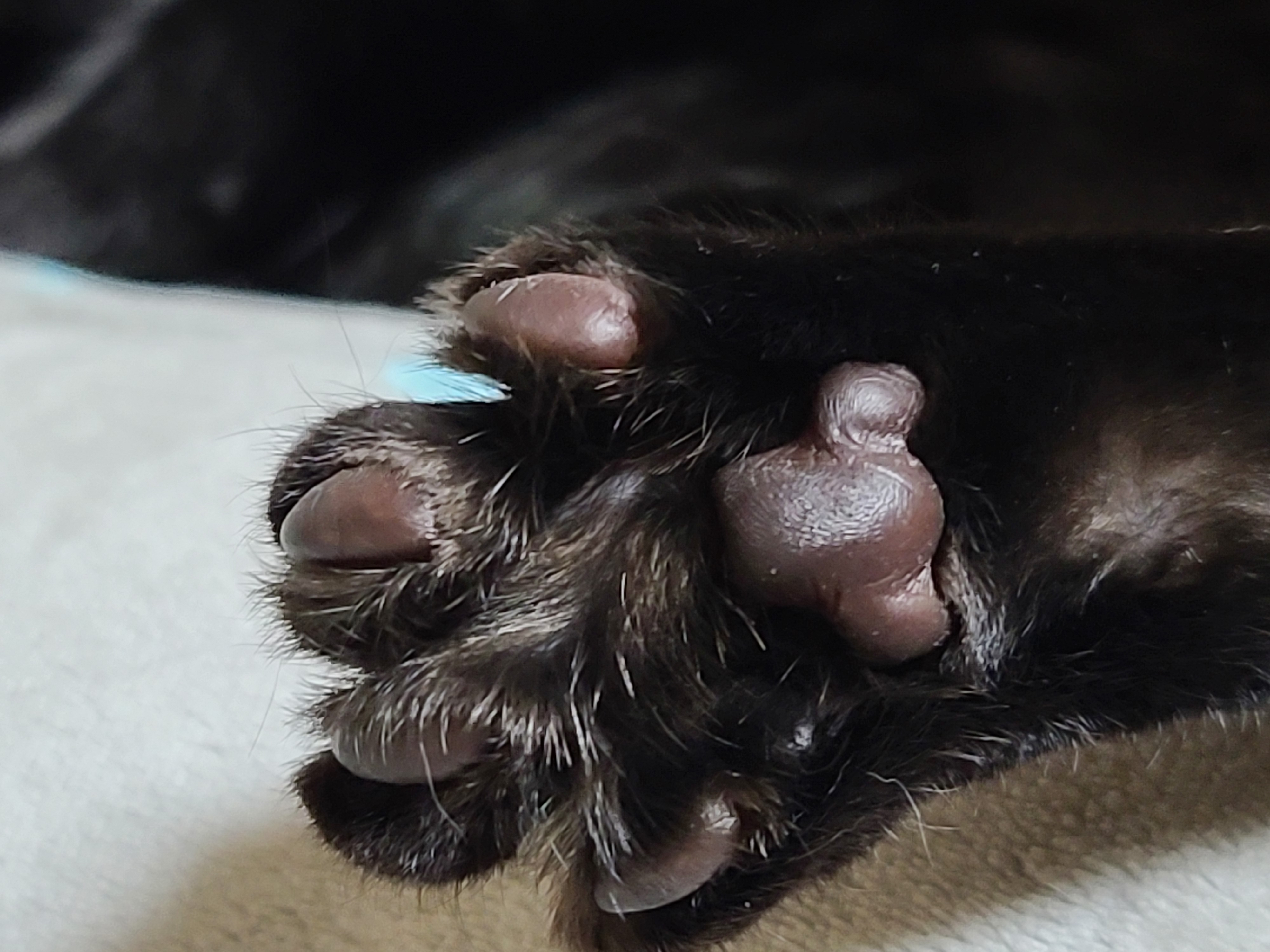 올블랙 고양이 건이와 치즈냥이 호야. 올블랙 건이의 핸드폰 사용방법.